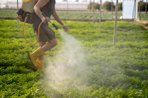 Best Pest Control for Homes  in Robinwood, MD