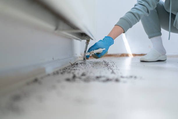 Best Spider Control Near Me  in Robinwood, MD